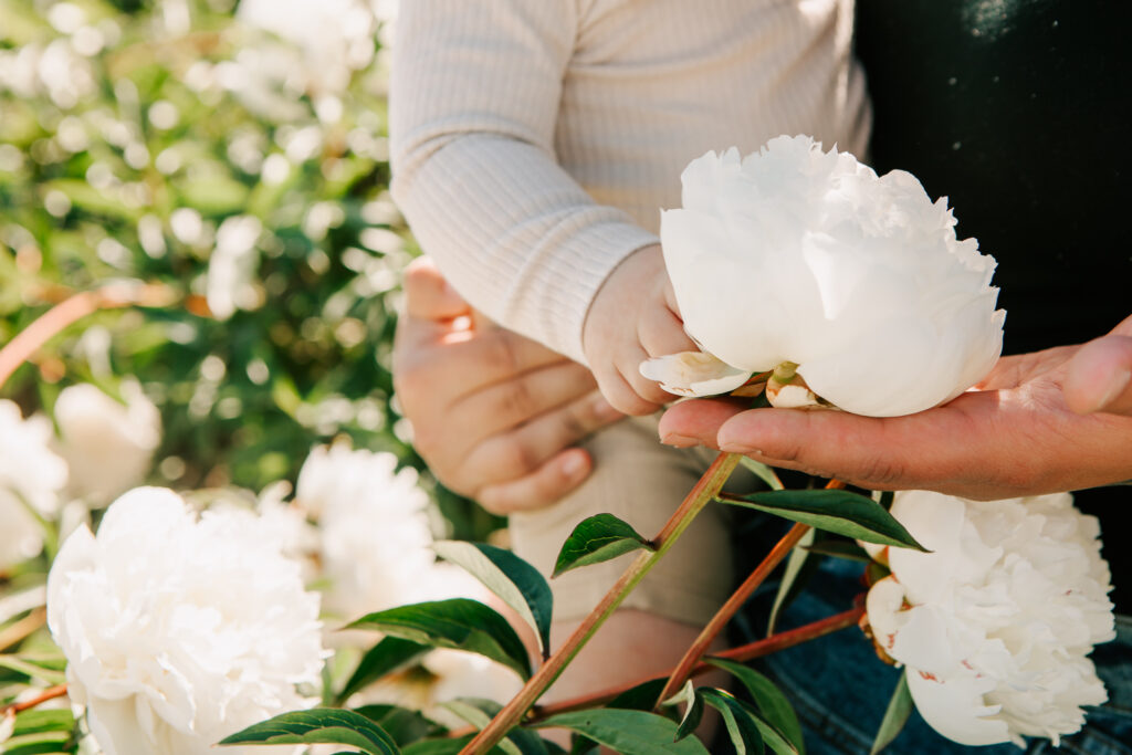 Close up image of mom and baby's hands holding a large peony at Adleman Peony Gardens